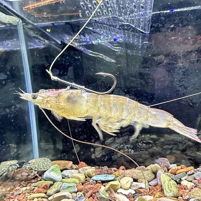 Live Shrimp Hook Set,Carbon Steel Barbed Fishing Hooks Freshwater Saltwater,Shrimp Lure,Bass Carp Catfish Bait