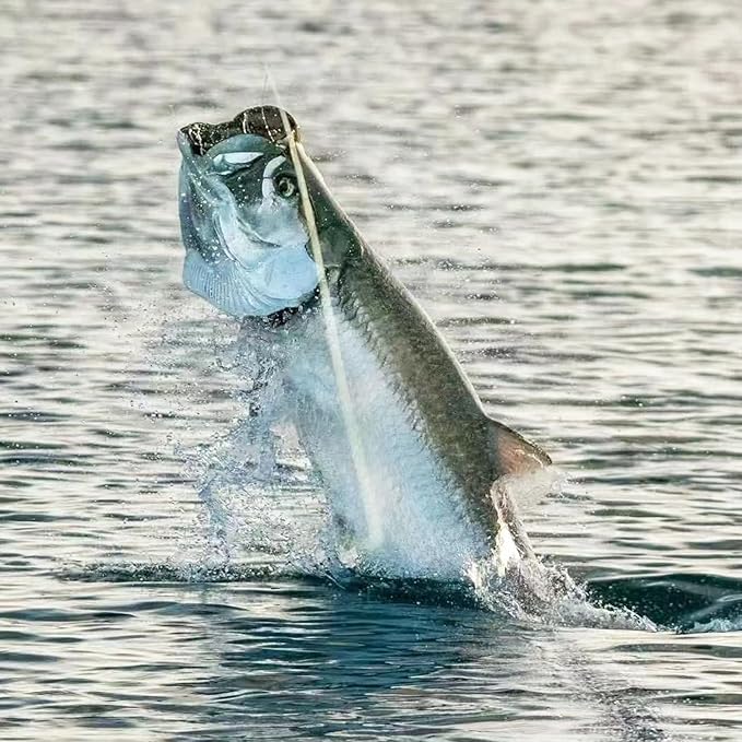 Live Shrimp Hook Set,Carbon Steel Barbed Fishing Hooks Freshwater Saltwater,Shrimp Lure,Bass Carp Catfish Bait